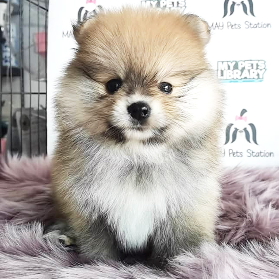 Tiny Pomeranian Puppy For Sale (Male)
