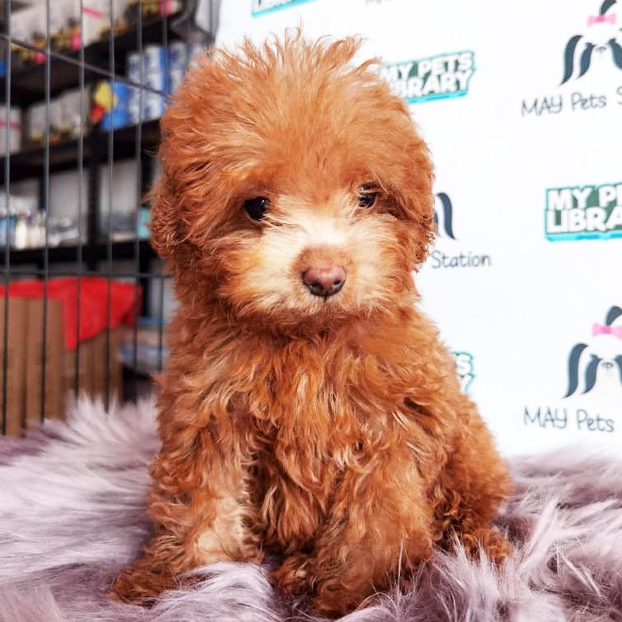 Toy Poodle Puppy For Sale (Male)