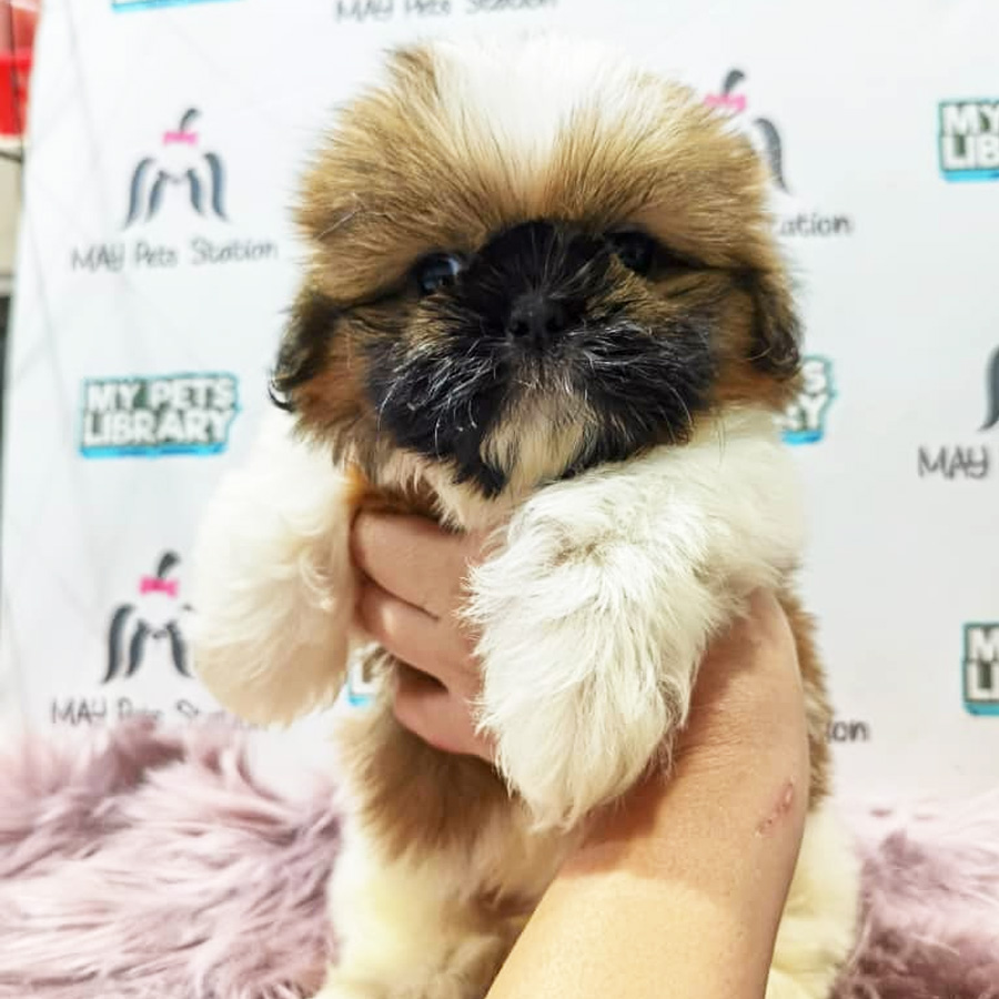 Shih Tzu Puppy (Male) For Sale