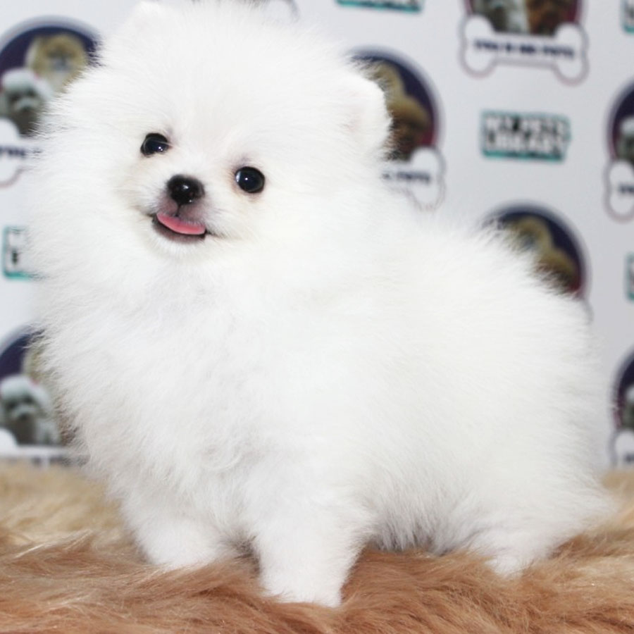 Pomeranian Puppy (Male) For Sale