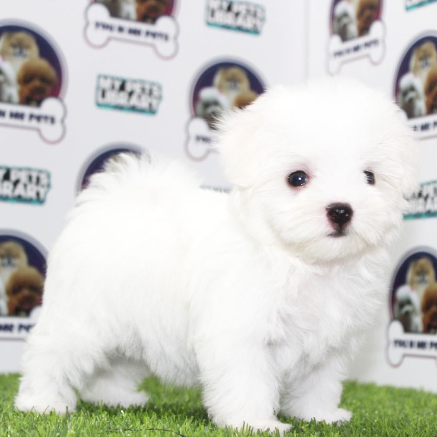 Maltese Puppy (Male) For Sale