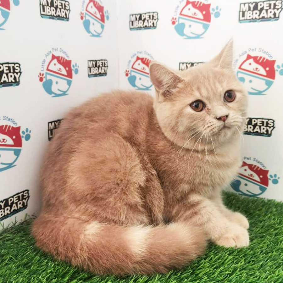 British Mix Kitten For Sale