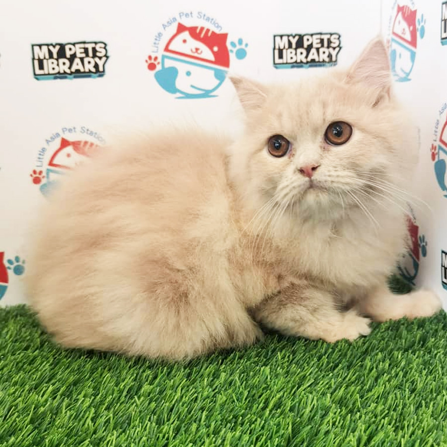 British Mix Kitten For Sale