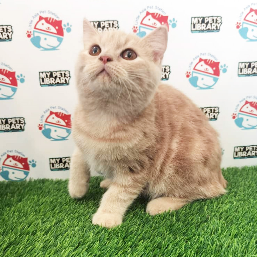 British Mix Kitten For Sale