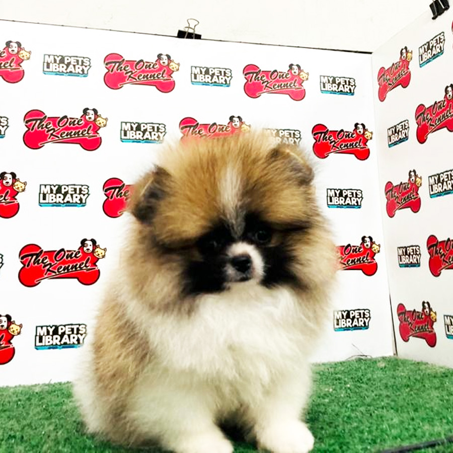 Pomeranian Puppy (Male) For Sale