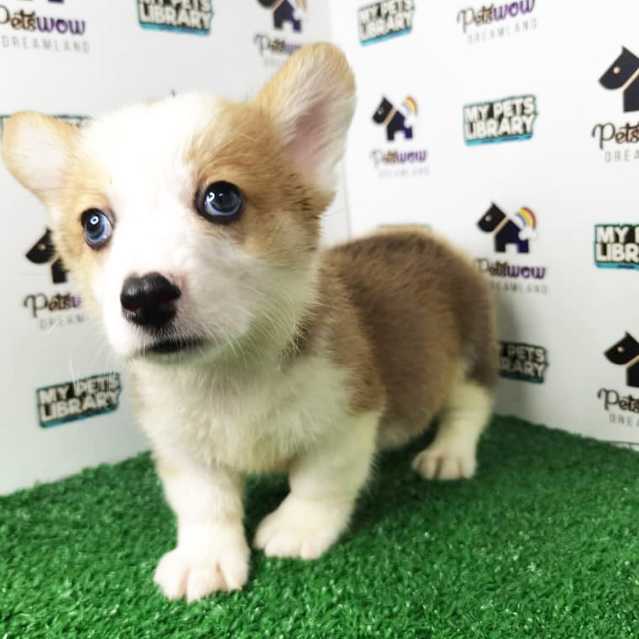 Pembroke Welsh Corgi Puppy (Female) For Sale