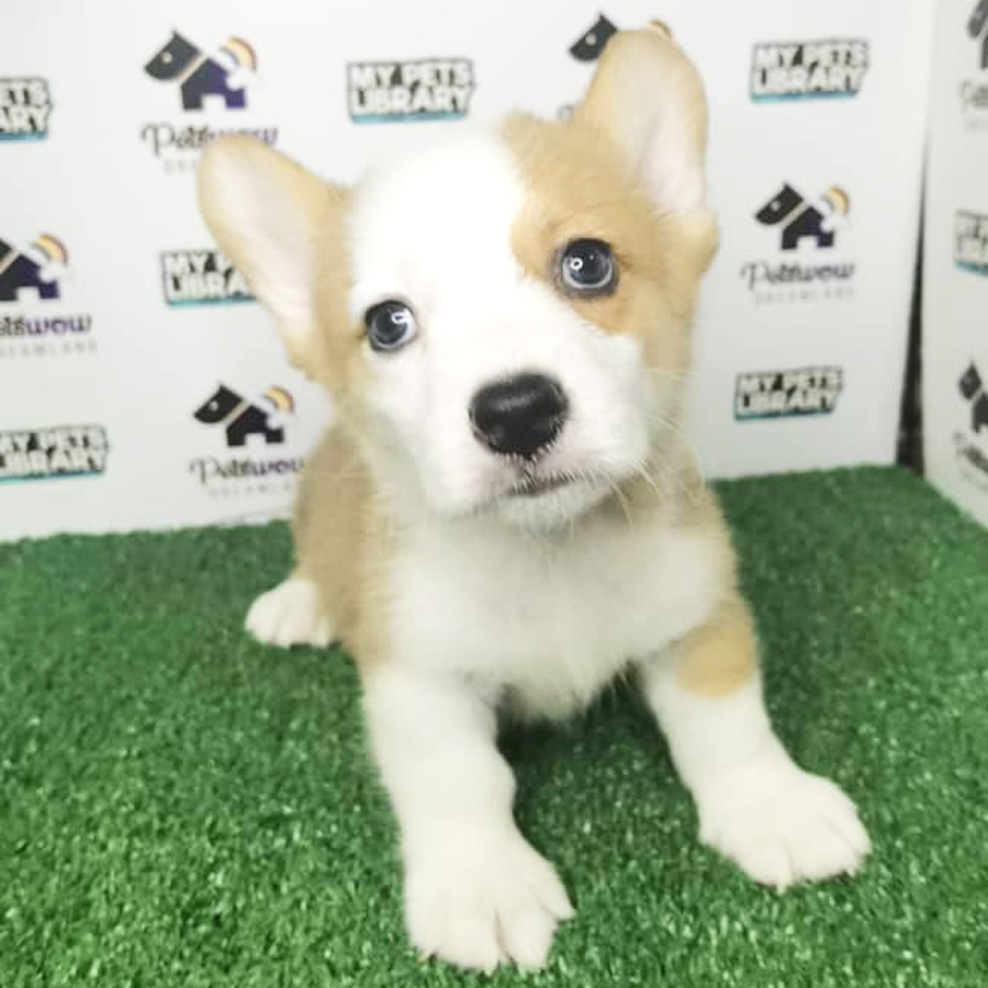 Pembroke Welsh Corgi Puppy (Male) For Sale