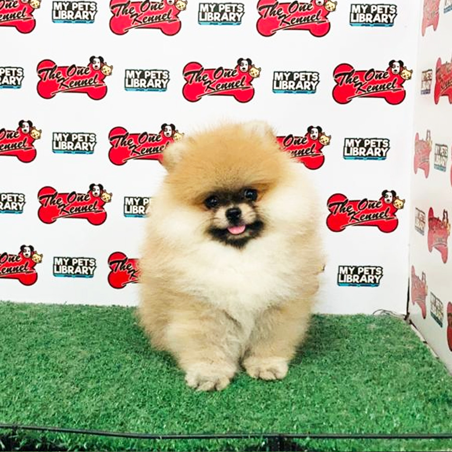 Pomeranian Puppy (Male) For Sale