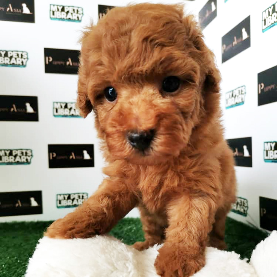 Toy Poodle Puppy (Male) For Sale