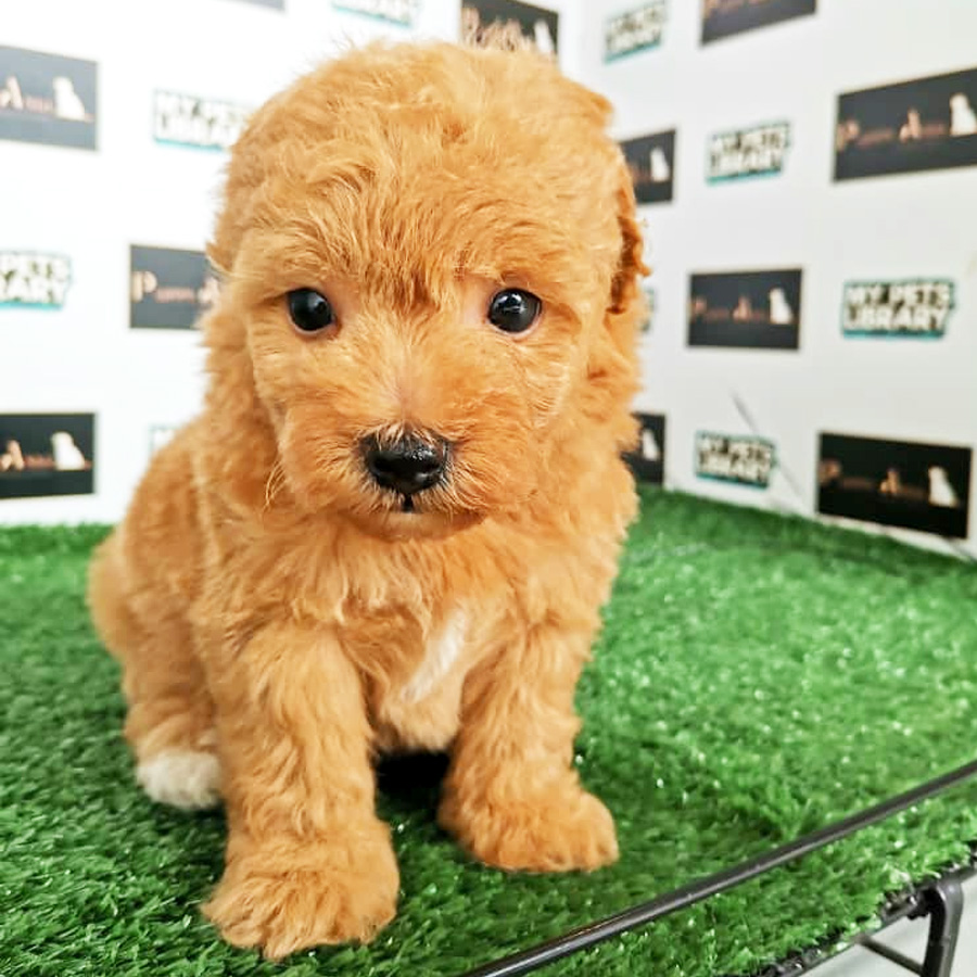Toy Poodle Puppy (Male) For Sale