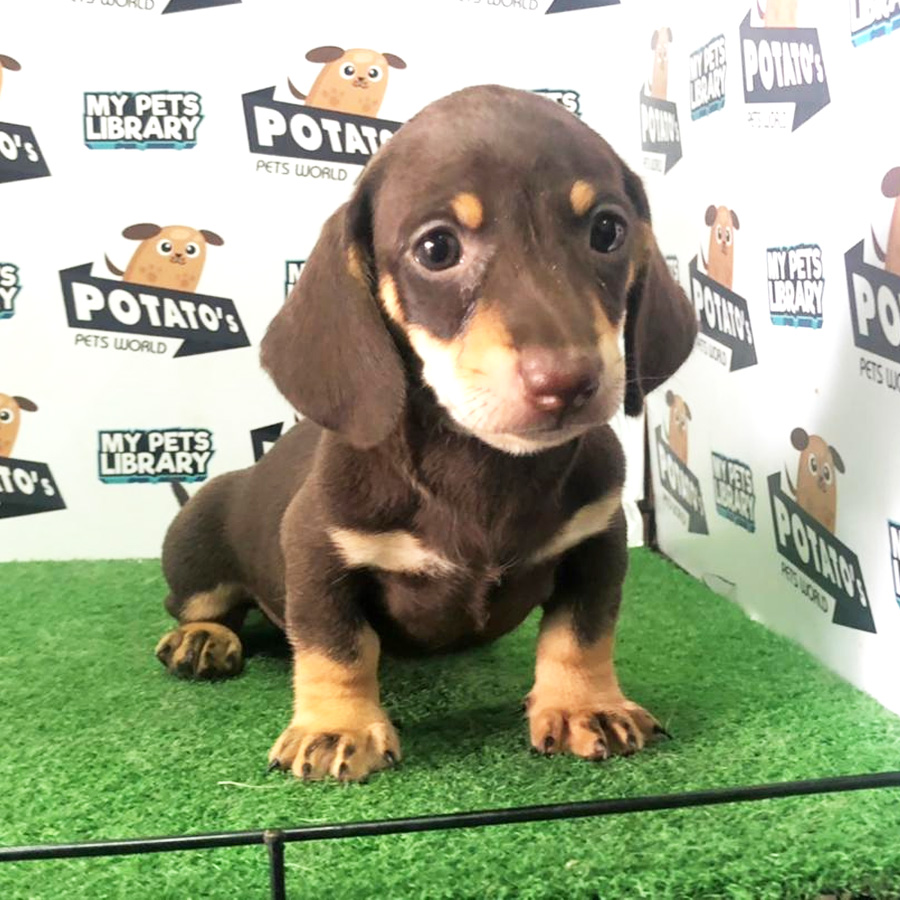 Mini Dachshund Puppy For Sale
