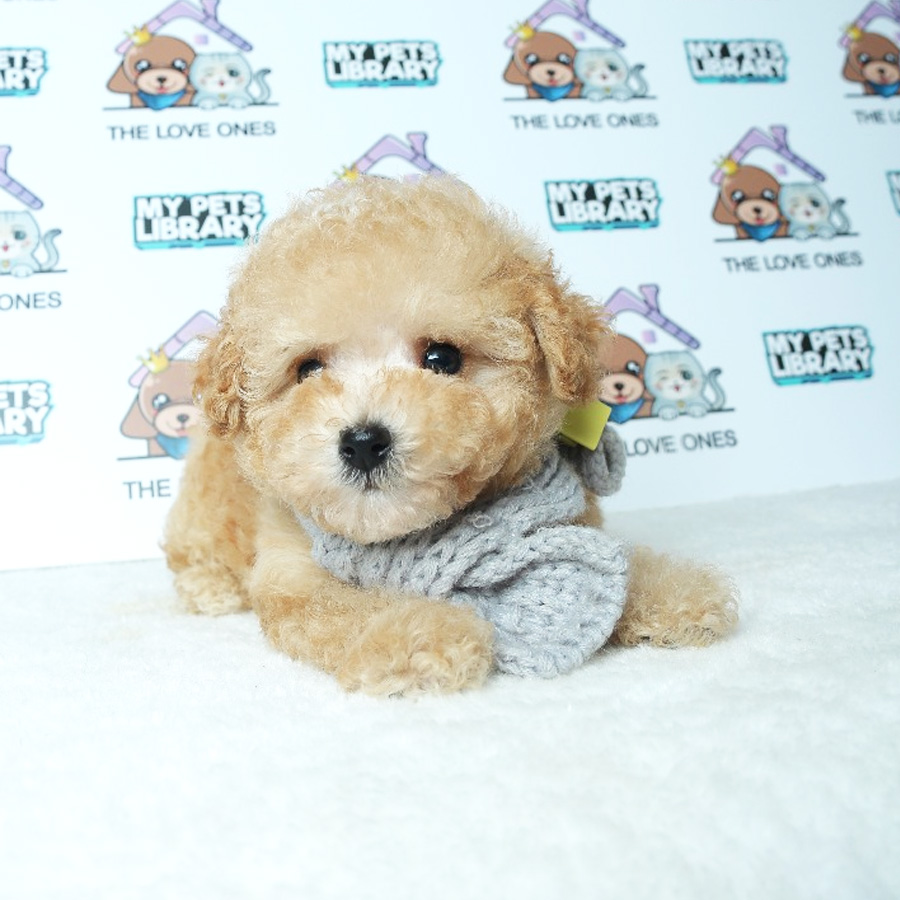 Tiny Toy Poodle Puppy ( Male ) For Sale