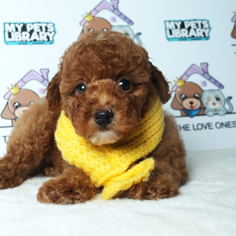 Tiny Toy Poodle Puppy ( Male ) For Sale