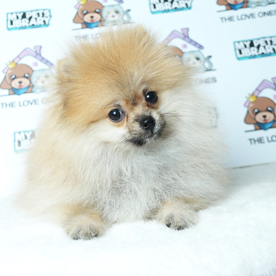 Pomeranian Puppy For Sale