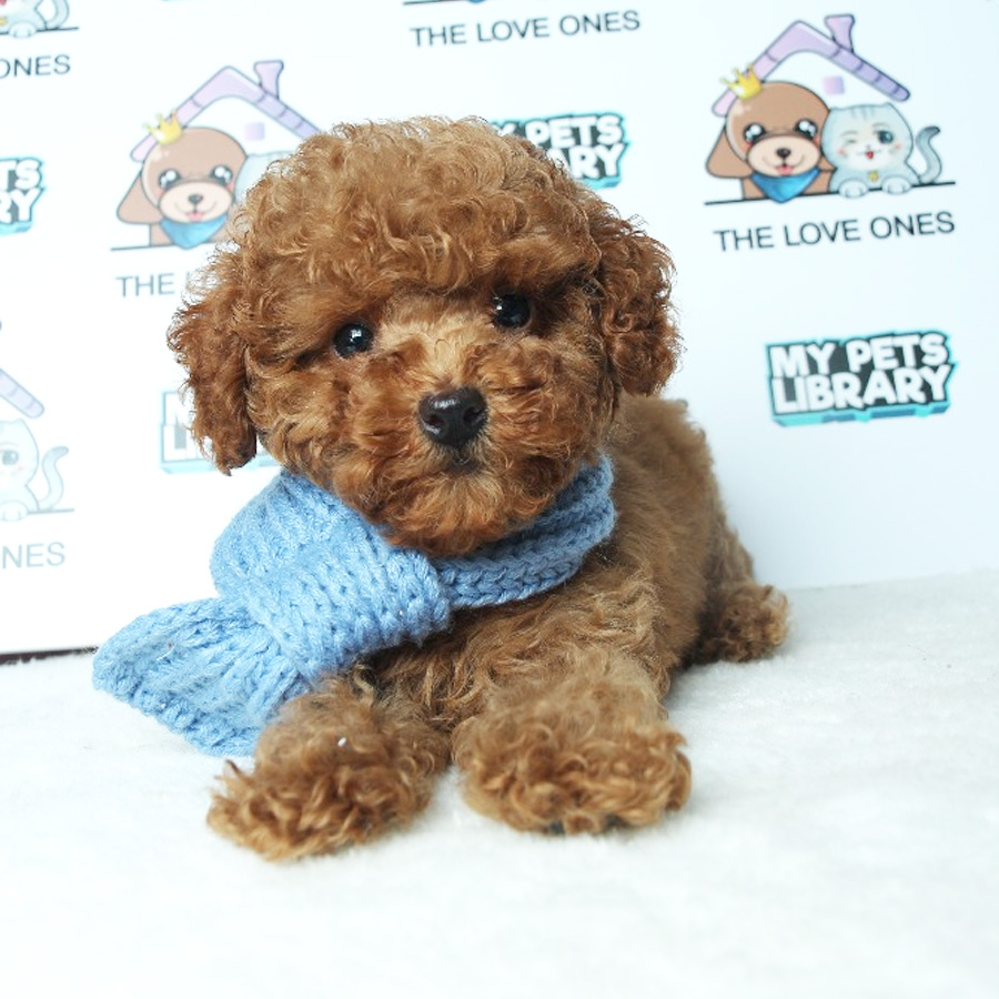 Tiny Toy Poodle Puppy ( Male ) For Sale