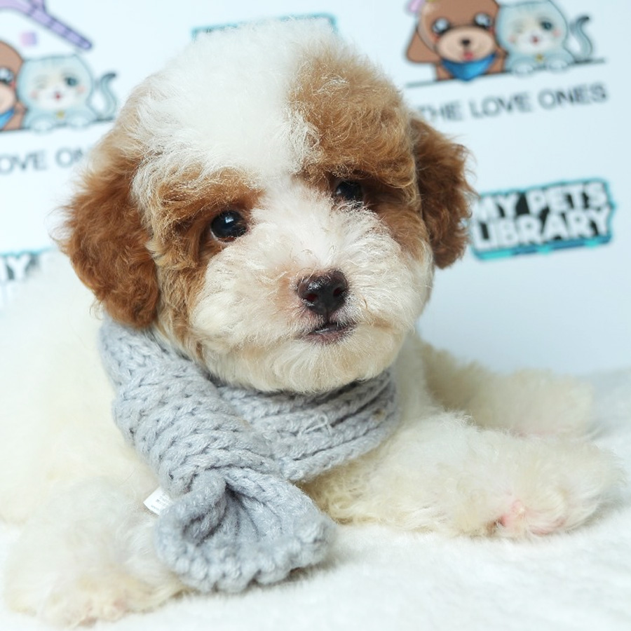 Tiny Toy Poodle Puppy ( Male ) For Sale