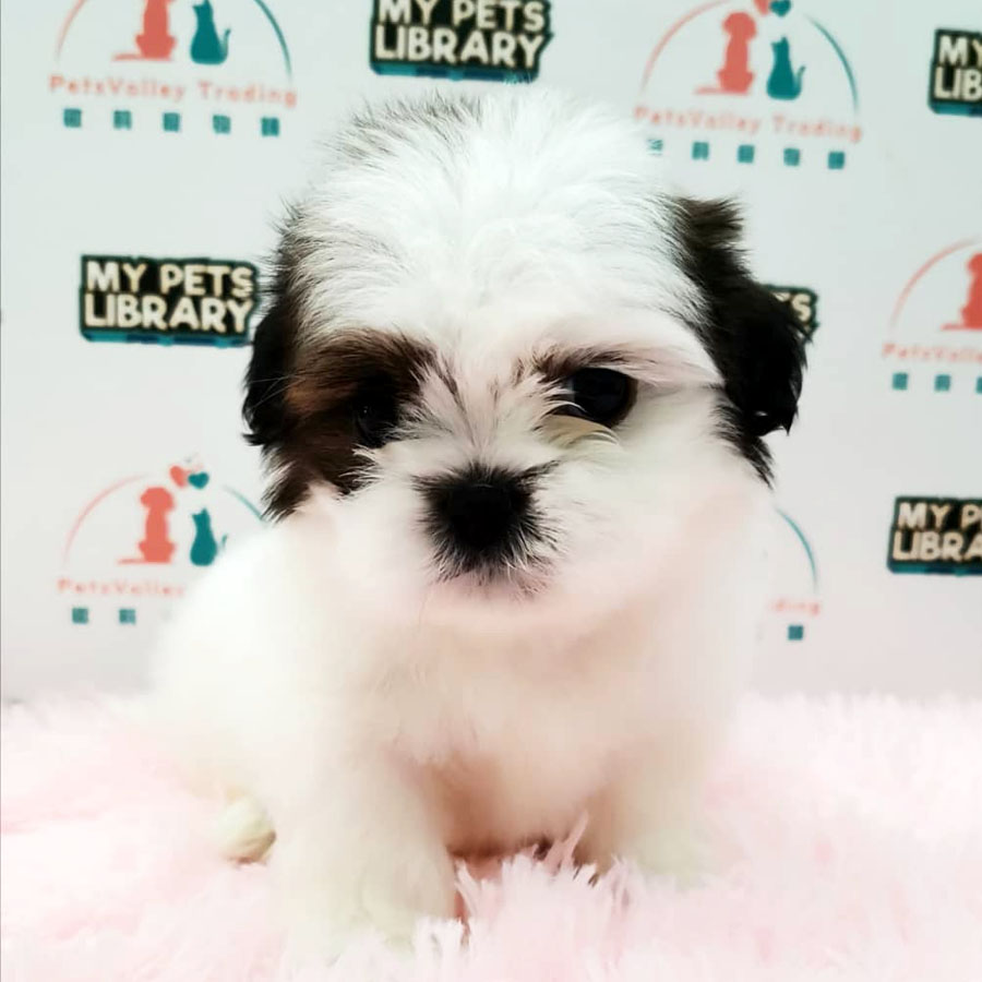 Shih Tzu Puppy (Male) For Sale