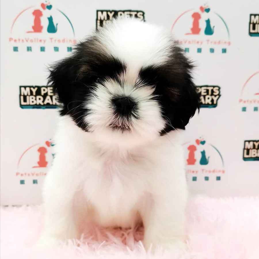 Shih Tzu Puppy (Male) For Sale