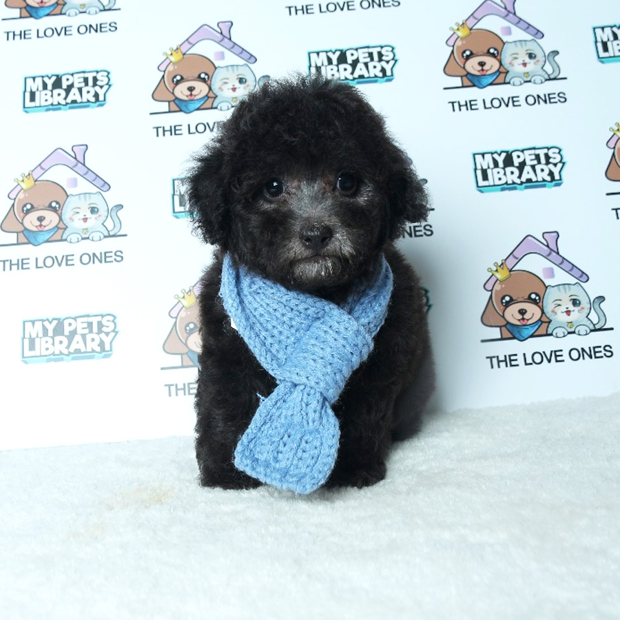 Tiny Toy Poodle Puppy For Sale (Male)