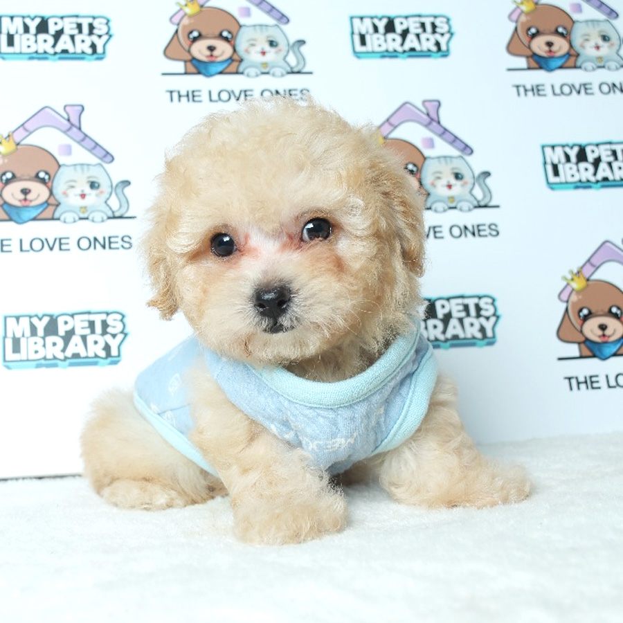 Tiny Toy Poodle Puppy For Sale (Male)