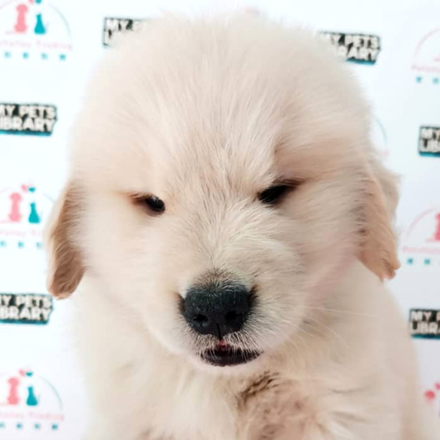Golden Retriever Puppy For Sale (Male)