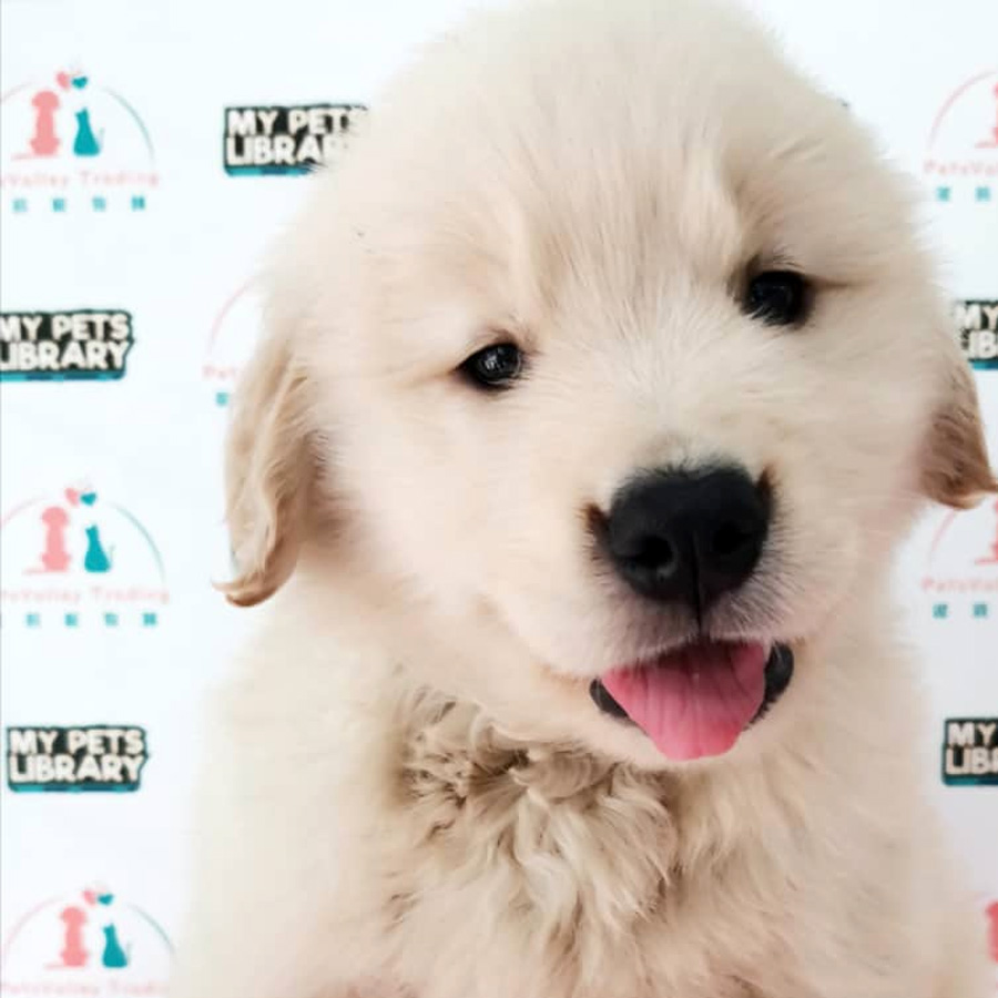 Golden Retriever Puppy For Sale (Male)