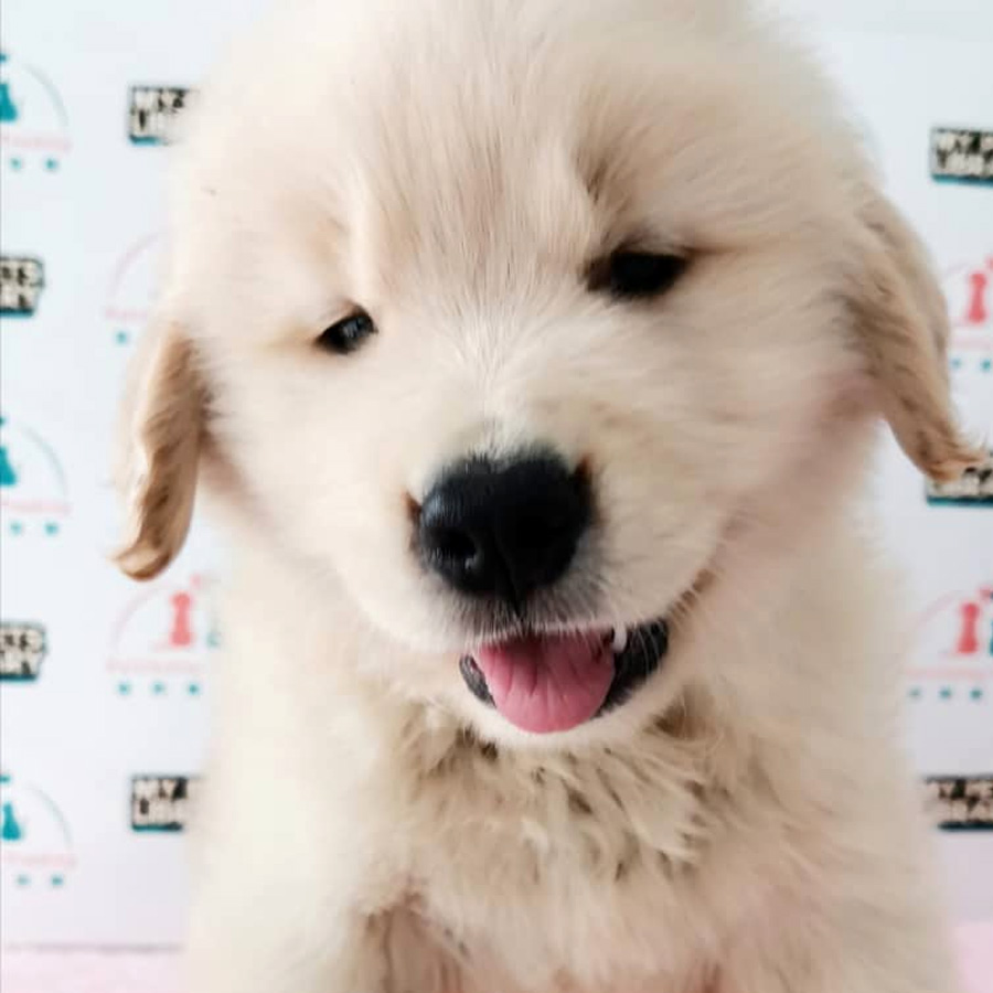 Golden Retriever Puppy For Sale (Female)