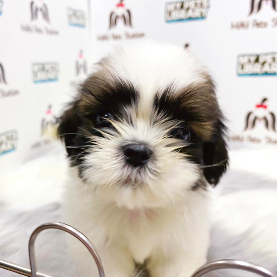 Shih Tzu Puppy (Male) For Sale