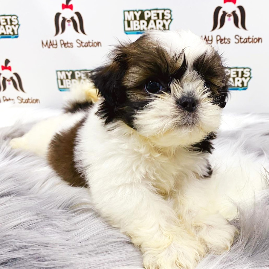 Shih Tzu Puppy (Female) For Sale