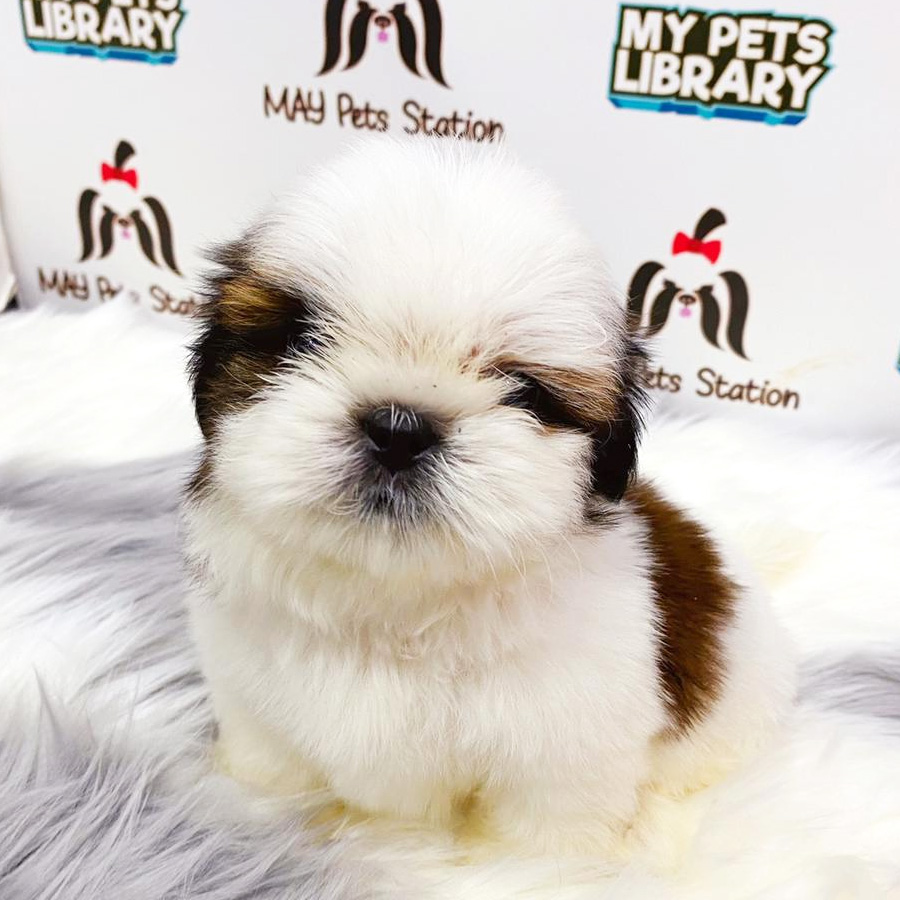 Shih Tzu Puppy (Male) For Sale