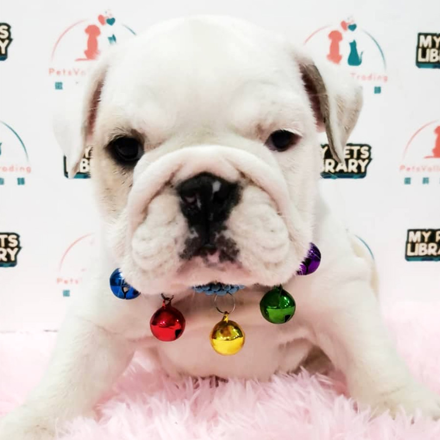 English Bulldog Puppy For Sale (Female)