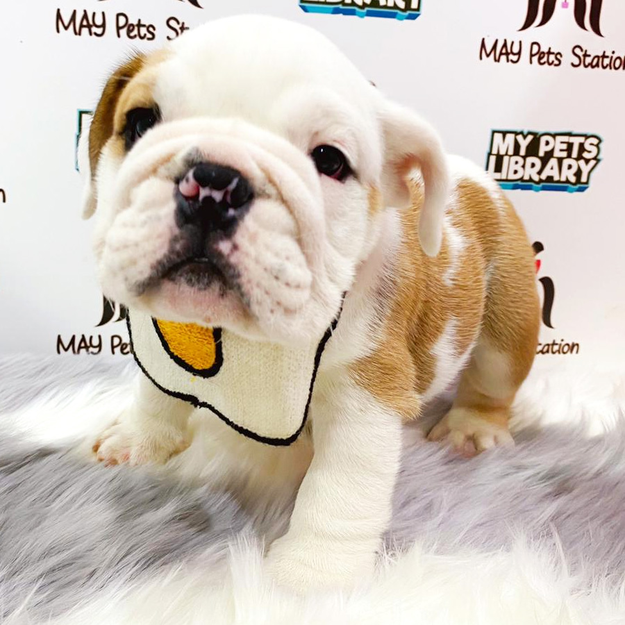 English Bulldog Puppy For Sale (Male)