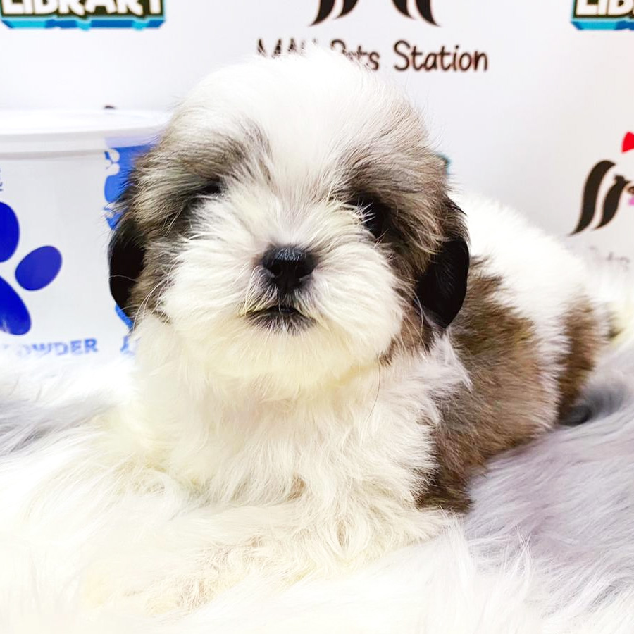 Shih Tzu Puppy (Female) For Sale