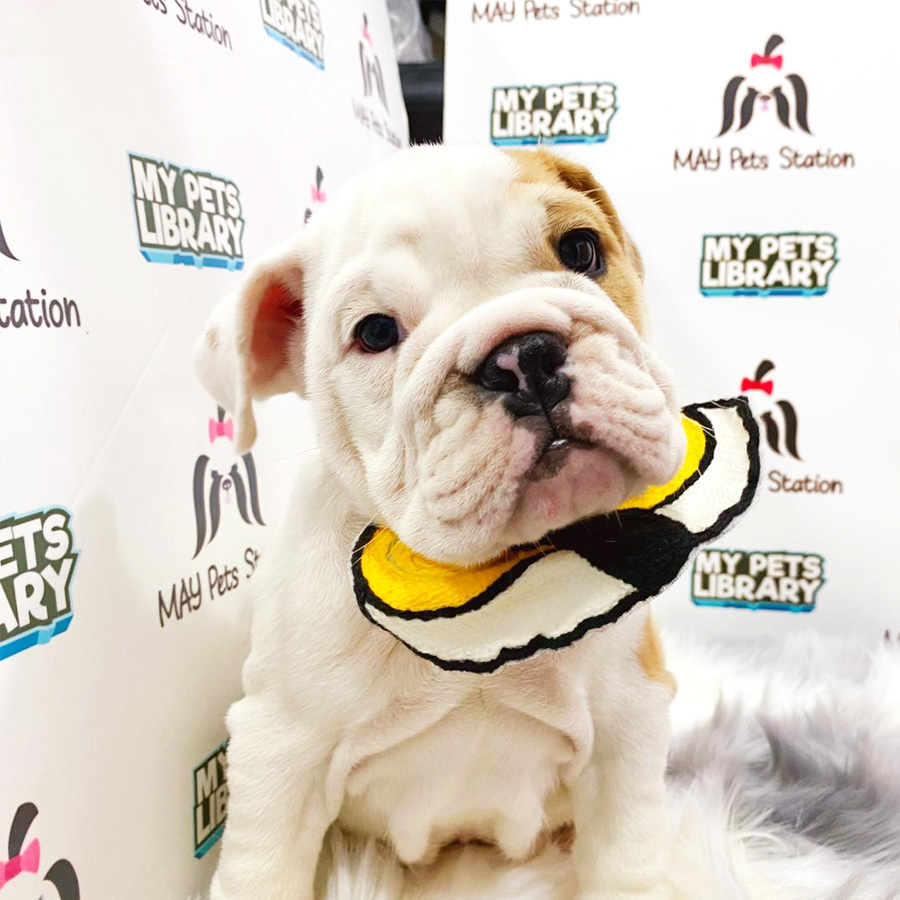 English Bulldog Puppy For Sale (Male)