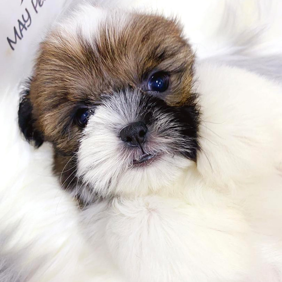 Shih Tzu Puppy (Female) For Sale