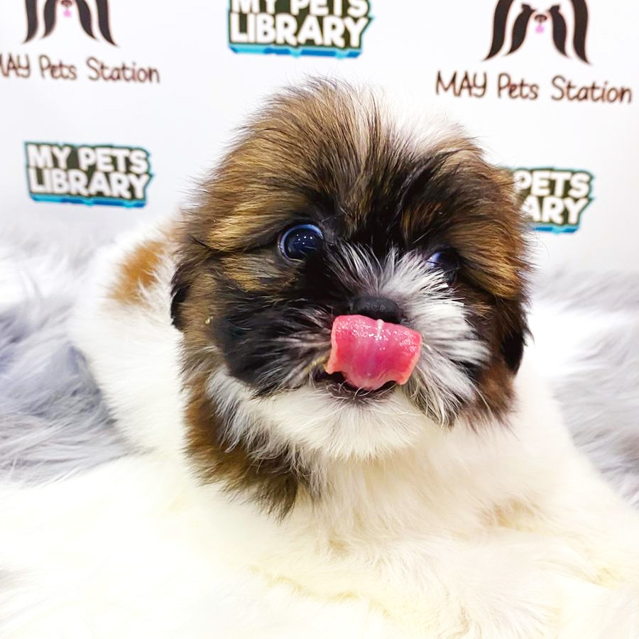 Shih Tzu Puppy (Male) For Sale