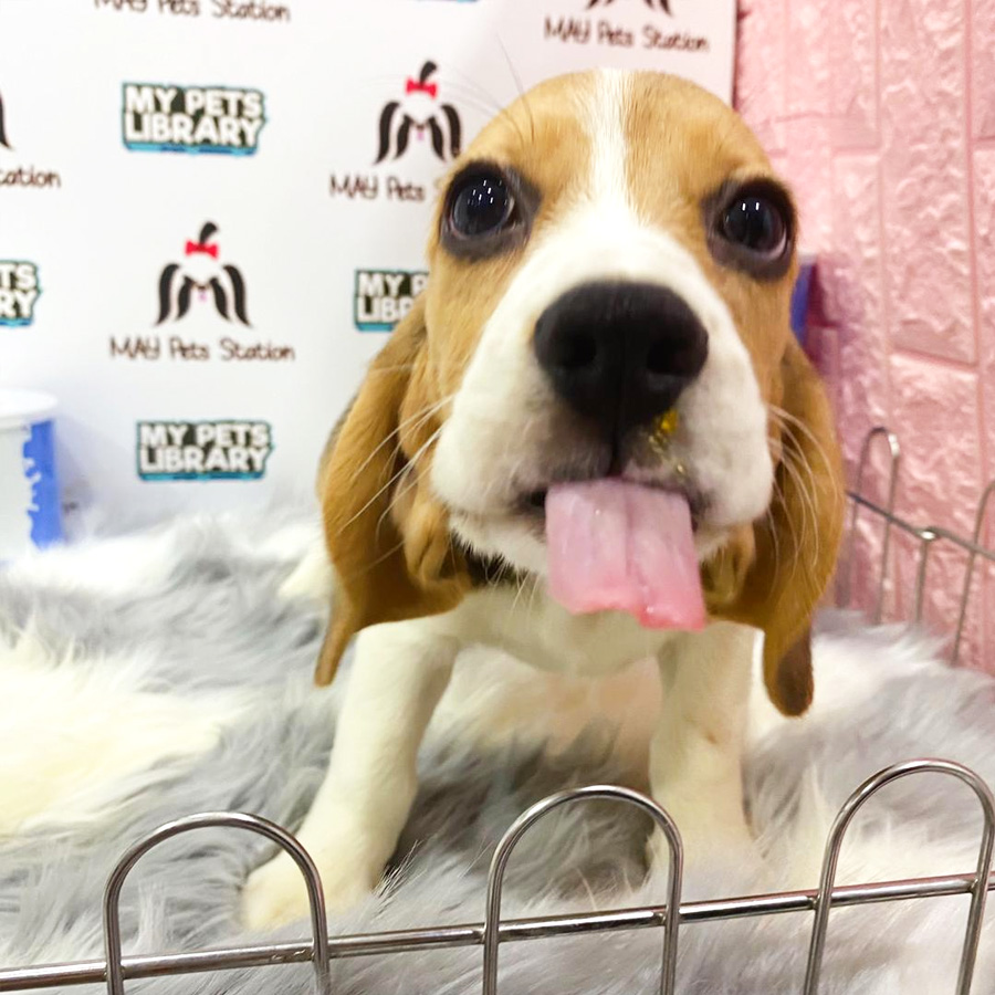 Beagle Puppy For Sale (Female)