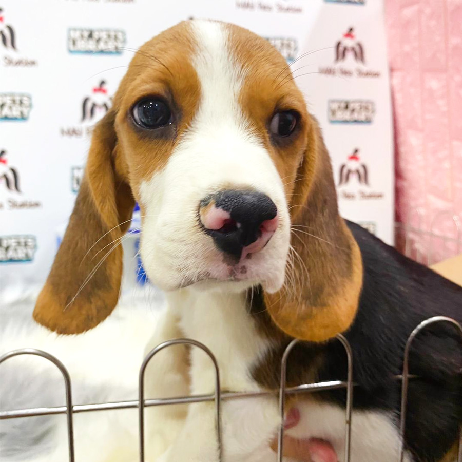 Beagle Puppy For Sale (Male)