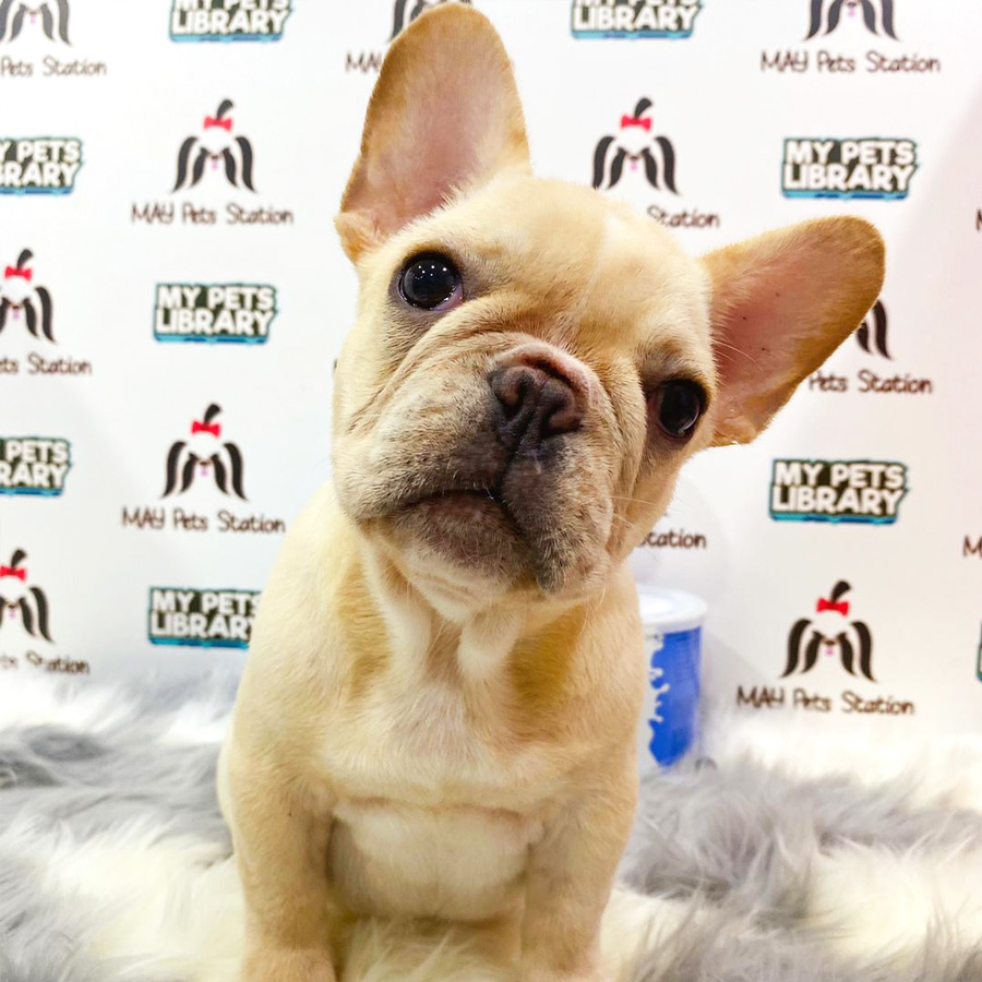 French Bulldog Puppy For Sale (Male)