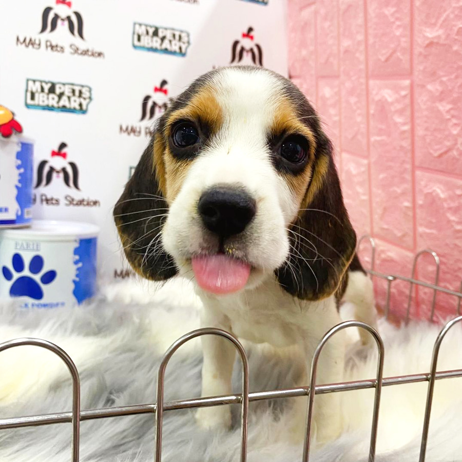 Beagle Puppy For Sale (Male)
