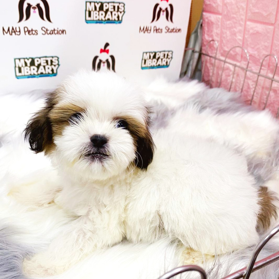 Shih Tzu Puppy (Male) For Sale