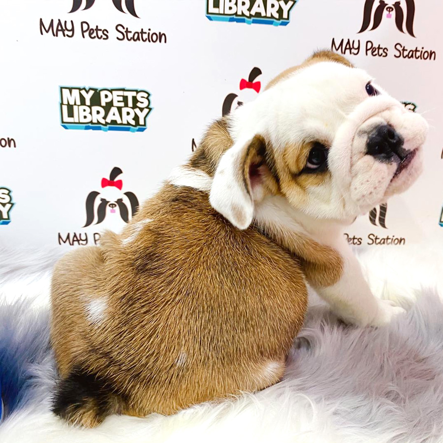 English Bulldog Puppy For Sale (Female)