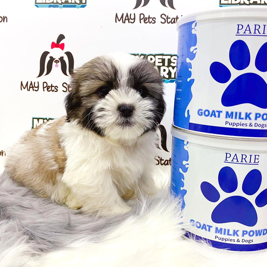 Shih Tzu Puppy (Male) For Sale