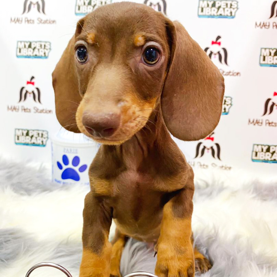 Mini Dachshund Puppy For Sale