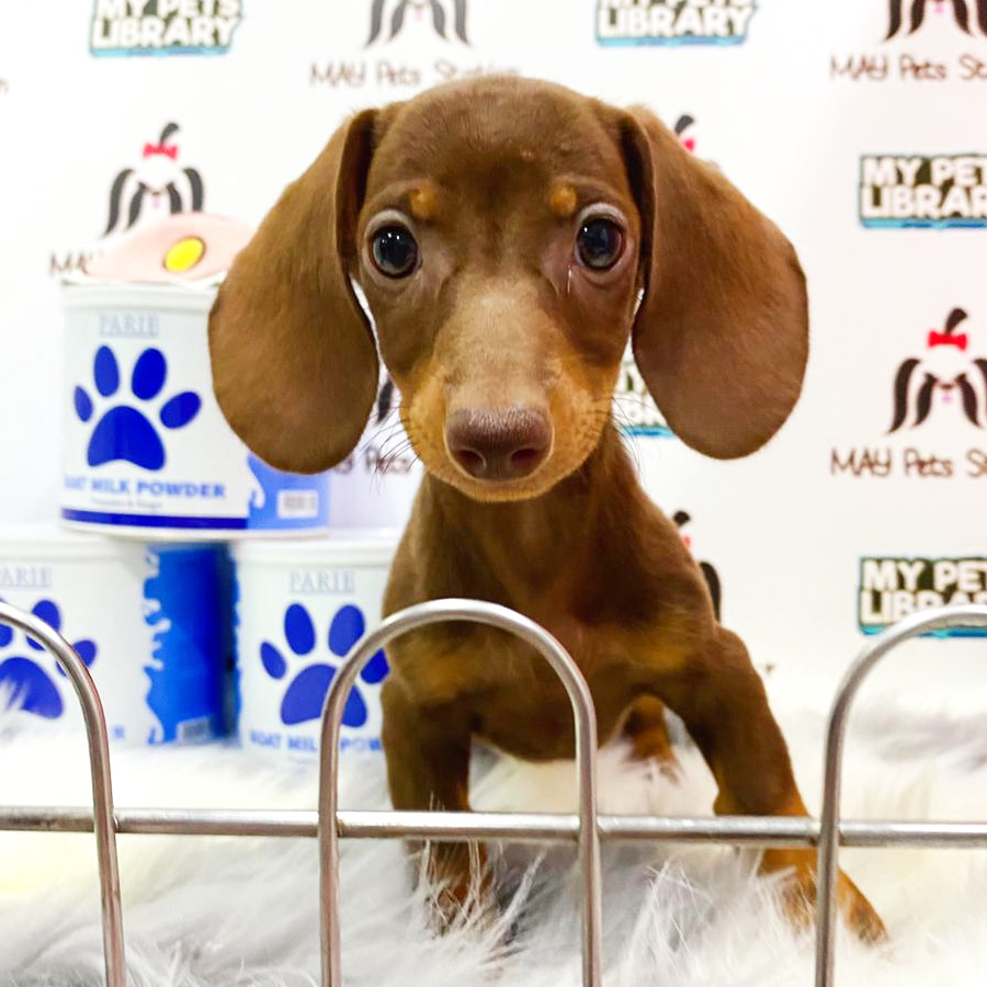 Mini Dachshund Puppy For Sale