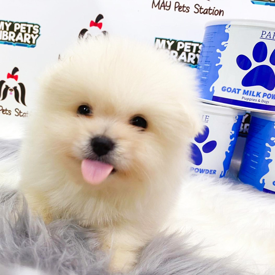 Pomeranian Puppy (Male) For Sale