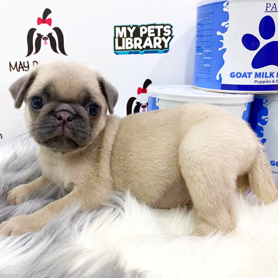 Pug Puppy (Male) For Sale