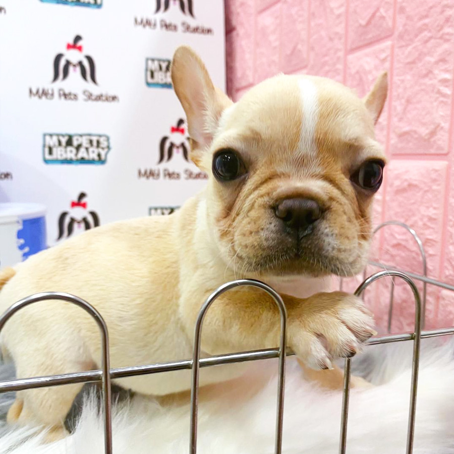 French Bulldog Puppy (Male) For Sale