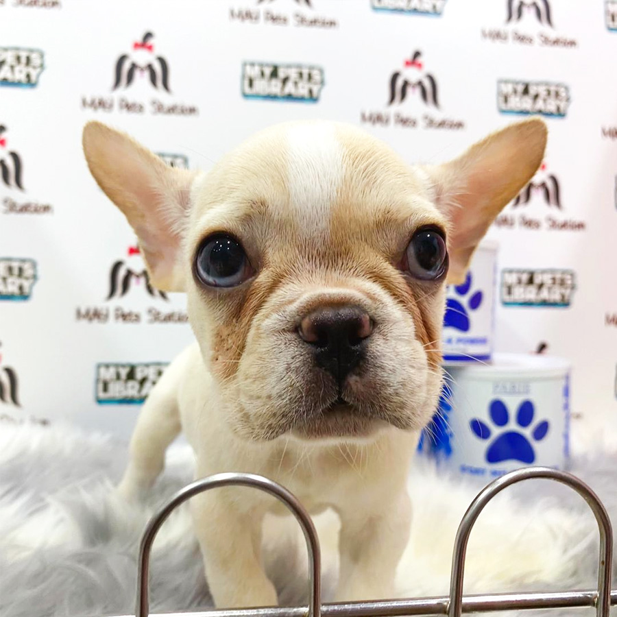 French Bulldog Puppy (Male) For Sale