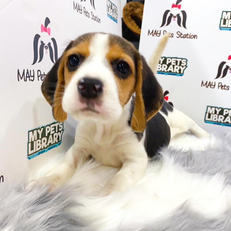 Beagle Puppy (Female) For Sale